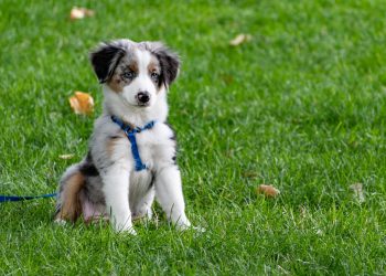 The Joy and Benefits of Adopting a Shelter Pet