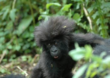Rwanda Adventure: Gorilla Trekking in Volcanoes National Park
