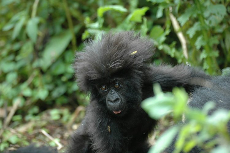 Rwanda Adventure: Gorilla Trekking in Volcanoes National Park