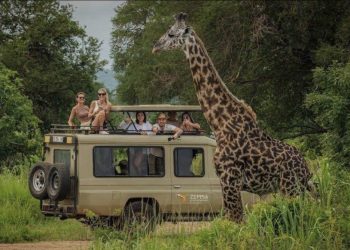 Safari Savvy: Your Essential Guide to Traveling Smarter