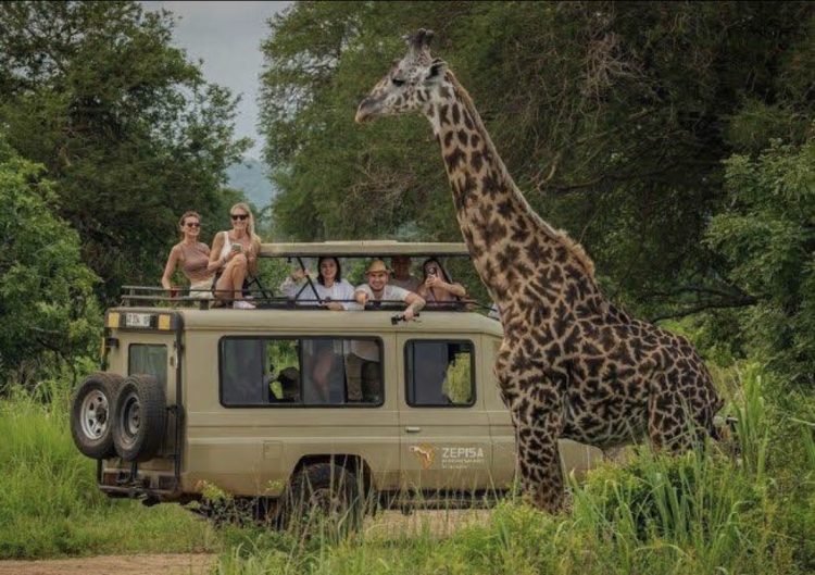 Safari Savvy: Your Essential Guide to Traveling Smarter